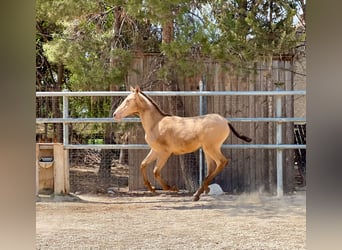 PRE, Stallion, 1 year, 15,2 hh, Champagne