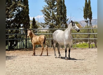 PRE, Stallion, 1 year, 15,2 hh, Champagne