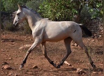 PRE, Stallion, 1 year, 15.2 hh, Dun