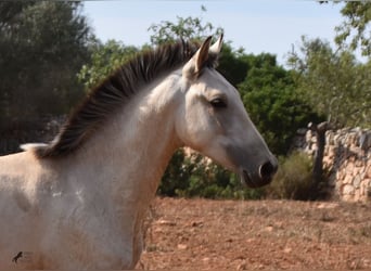 PRE, Stallion, 1 year, 15.2 hh, Dun