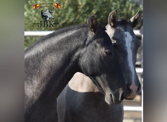 PRE, Stallion, 1 year, 15,2 hh, Gray-Dark-Tan