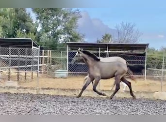 PRE, Stallion, 1 year, 15.2 hh, Gray