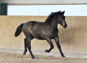 PRE, Stallion, 1 year, 15.2 hh, Gray