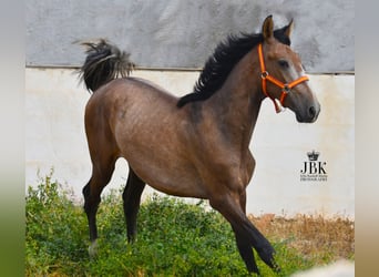 PRE, Stallion, 1 year, 15.2 hh, Gray-Red-Tan