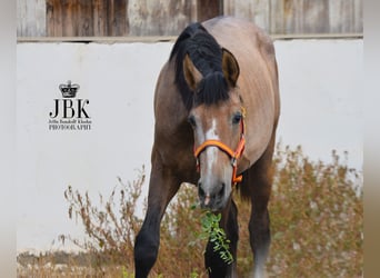 PRE, Stallion, 1 year, 15.2 hh, Gray-Red-Tan
