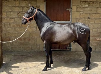 PRE, Stallion, 1 year, 15.2 hh, Grey-Dark-Tan