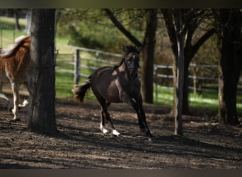 PRE, Stallion, 1 year, 15.2 hh, Grey-Red-Tan