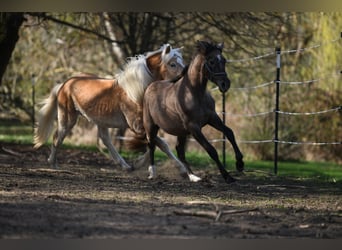 PRE, Stallion, 1 year, 15.2 hh, Grey-Red-Tan