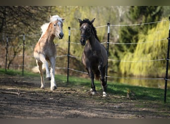 PRE, Stallion, 1 year, 15.2 hh, Grey-Red-Tan