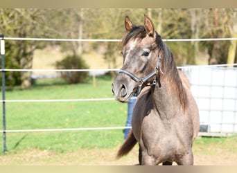PRE, Stallion, 1 year, 15.2 hh, Grey-Red-Tan