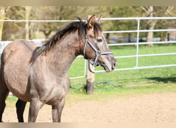 PRE, Stallion, 1 year, 15.2 hh, Grey-Red-Tan