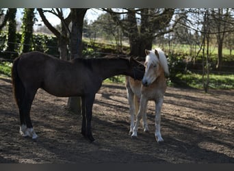 PRE, Stallion, 1 year, 15.2 hh, Grey-Red-Tan