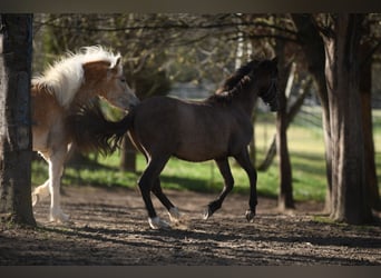 PRE, Stallion, 1 year, 15.2 hh, Grey-Red-Tan