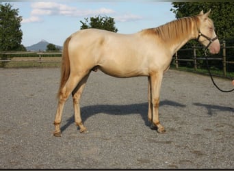 PRE Mix, Stallion, 1 year, 15,2 hh, Perlino