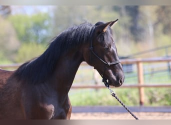 PRE, Stallion, 1 year, 15.3 hh, Black
