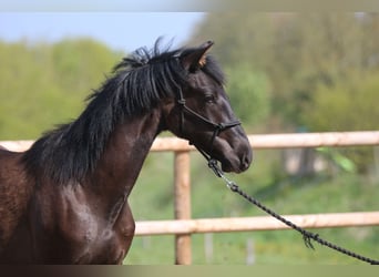PRE, Stallion, 1 year, 15.3 hh, Black