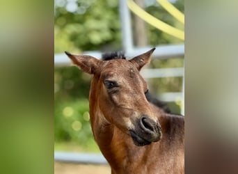 PRE, Stallion, 1 year, 15.3 hh, Brown