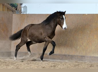 PRE, Stallion, 1 year, 15.3 hh, Brown