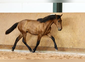 PRE Mix, Stallion, 1 year, 15.3 hh, Brown