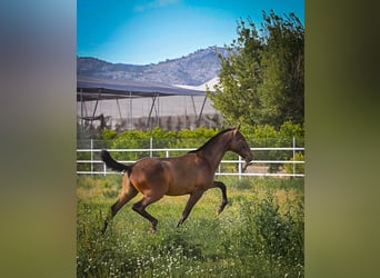 PRE, Stallion, 1 year, 15 hh, Brown