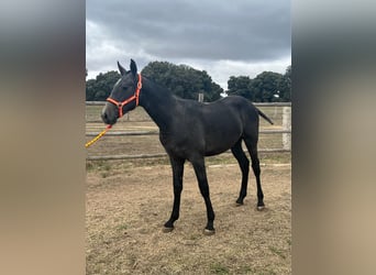 PRE, Hengst, 1 Jahr, 15 hh, Schimmel