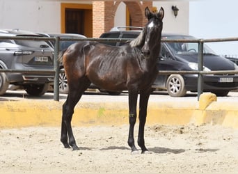PRE, Stallion, 1 year, 15 hh, Grey