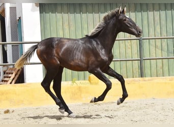 PRE, Stallion, 1 year, 15 hh, Grey