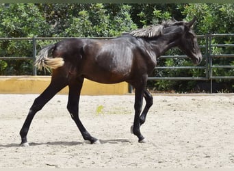 PRE, Stallion, 1 year, 15 hh, Grey