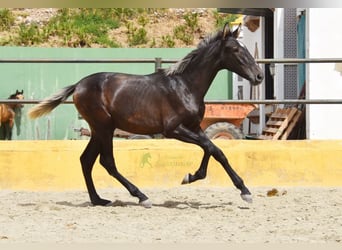 PRE, Stallion, 1 year, 15 hh, Grey