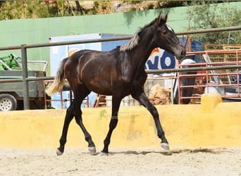 PRE, Stallion, 1 year, 15 hh, Grey