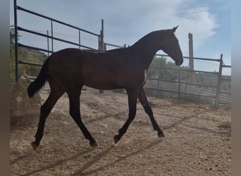 PRE, Stallion, 1 year, 15,1 hh, Bay-Dark