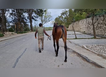 PRE, Stallion, 1 year, 15,1 hh, Bay-Dark