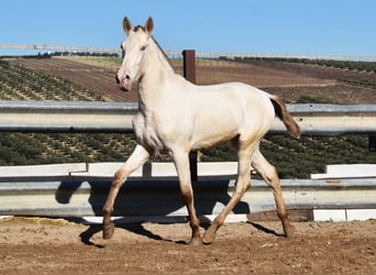PRE Mix, Stallion, 1 year, 15,1 hh, Pearl