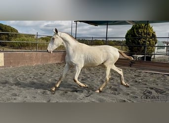 PRE, Stallion, 1 year, 15,1 hh, Perlino