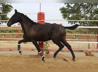 PRE Mix, Stallion, 1 year, 15,2 hh, Black PRE Mix, Stallion, 1 year, 15,2 hh, Black