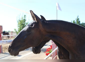PRE, Stallion, 1 year, 15,2 hh, Black