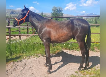PRE, Stallion, 1 year, 15,2 hh, Black