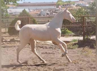 PRE Mix, Stallion, 1 year, 15,2 hh, Cremello