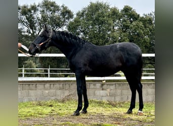 PRE Mix, Stallion, 1 year, 15,2 hh, Grey