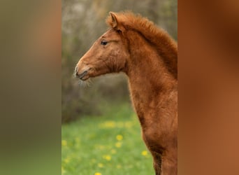 PRE, Stallion, 1 year, 15,2 hh, Pearl