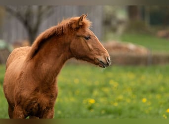 PRE, Stallion, 1 year, 15,2 hh, Pearl