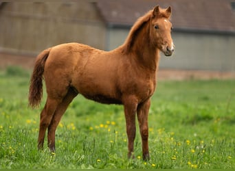 PRE, Stallion, 1 year, 15,2 hh, Pearl