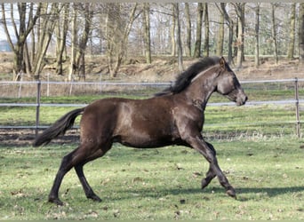 PRE, Stallion, 1 year, 16.1 hh, Black