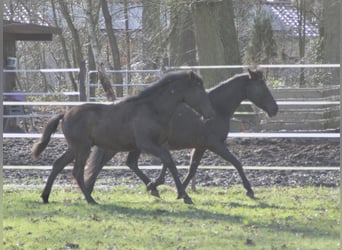 PRE, Stallion, 1 year, 16.1 hh, Black