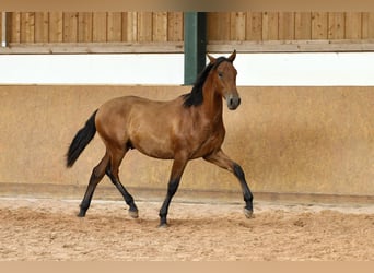 PRE Mix, Stallion, 1 year, 16.1 hh, Brown