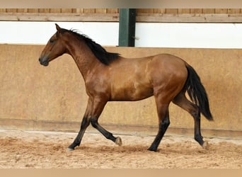 PRE Mix, Stallion, 1 year, 16.1 hh, Brown