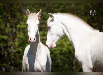 PRE, Stallion, 1 year, 16.1 hh, Dun