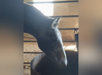 PRE, Stallion, 1 year, 16,1 hh, Gray