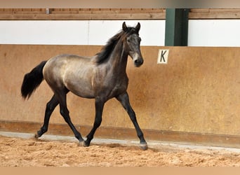 PRE Mix, Stallion, 1 year, 16.1 hh, Grey