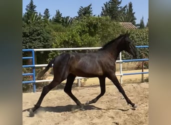 PRE Mix, Stallion, 1 year, 16.1 hh, Grey